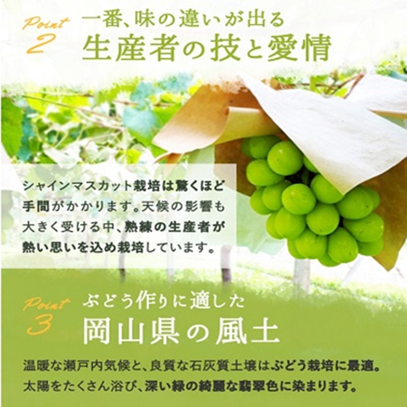 ã¶ã©ã 2026幎 å
è¡äºçŽ ã·ã£ã€ã³ ãã¹ã«ãã æŽç 3ïœ5æ¿ 2kgååŸ ïŒ8æäžæ¬ïœ9æäžæ¬çºéåïŒ ãã㊠è¡è 岡山çç£ åœç£ ãã«ãŒã æç© ã®ãã 岡山ã®ãã㊠ãã¶ãŒã é£ã¹ç© æ¥æ¬ç£