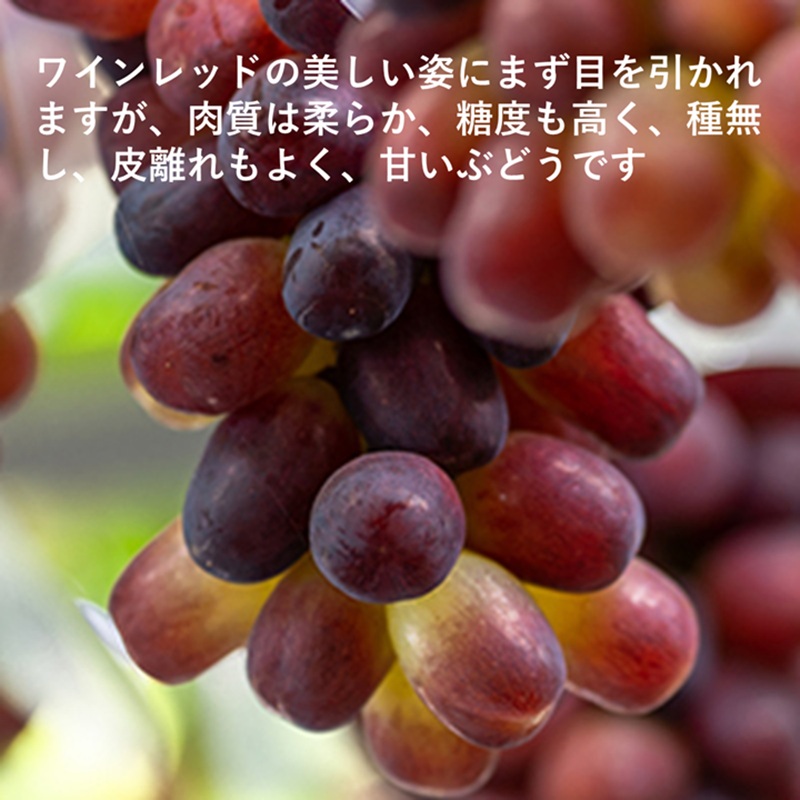 岡山çç£ çŽ«è 1æ¿ çŽ500g æç© ãã«ãŒã ã¶ã©ã ãã㊠è¡è åœç£