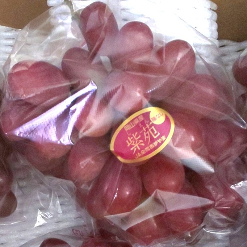 岡山çç£ çŽ«è 1æ¿ çŽ500g æç© ãã«ãŒã ã¶ã©ã ãã㊠è¡è åœç£