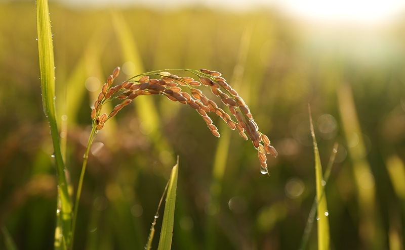 【高島屋選定品】【定期便4回コース】Ortolano(オルトラーノ) 自然栽培米 朝日 2kg×2袋 米 お米 精米 朝日米 岡山 高梁市