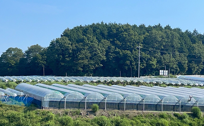 厳選 瀬戸ジャイアンツ 2～3房 合計1.6kg以上 産地直送 朝採れ ぶどう 葡萄 Kawahara green Farm 岡山県産 2026年 果物 フルーツ 岡山のブドウ デザート 食べ物 国産 日本産