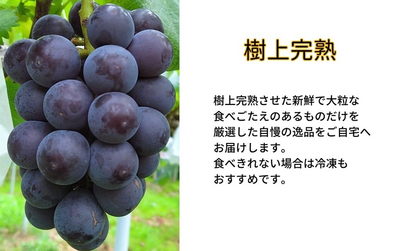 ぶどう 藤稔 2房 合計1.0kg以上 産地直送 朝採れ ぶどう 葡萄 岡山 Kawahara green Farm 岡山県産 2026年