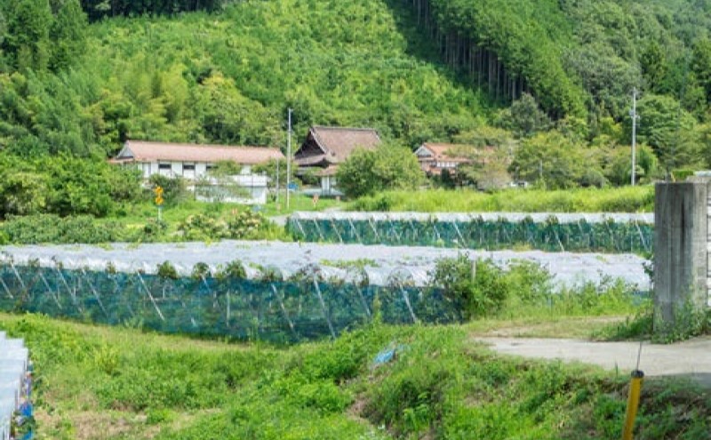 ぶどう 藤稔 2房 合計1.0kg以上 産地直送 朝採れ ぶどう 葡萄 岡山 Kawahara green Farm 岡山県産 2026年