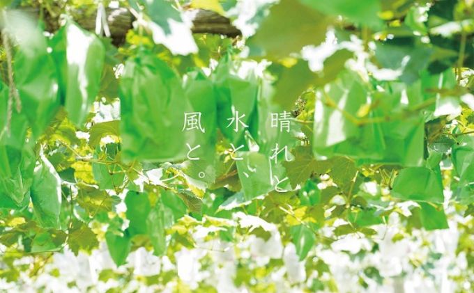 訳あり クイーンニーナ 2～3房 合計1.1kg以上 産地直送 朝採れ ぶどう 葡萄 岡山 Kawahara green Farm 岡山県産 2026年
