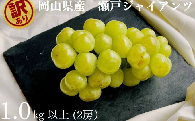 訳あり 瀬戸ジャイアンツ 2房 合計1.0kg以上 産地直送 朝採れ ぶどう 葡萄 岡山 Kawahara green Farm 岡山県産 2026年