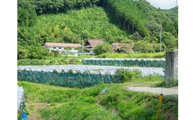訳あり 藤稔 2房 合計1.0kg以上 産地直送 朝採れ ぶどう 葡萄 岡山 Kawahara green Farm 2026年 先行予約