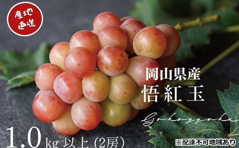 ぶどう 悟紅玉 旧ゴルビー 2房 合計1.0kg以上 産地直送 朝採れ ぶどう 葡萄 岡山 Kawahara green Farm 岡山県産 2026年