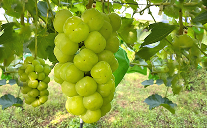 厳選 瀬戸ジャイアンツ 2房 合計1.1kg以上 産地直送 朝採れ ぶどう 葡萄 Kawahara green Farm 岡山県産 2026年 果物 フルーツ 岡山のブドウ デザート 食べ物 国産 日本産