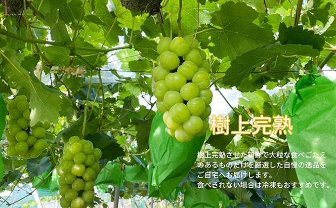 厳選 瀬戸ジャイアンツ 2房 合計1.1kg以上 産地直送 朝採れ ぶどう 葡萄 Kawahara green Farm 岡山県産 2026年 果物 フルーツ 岡山のブドウ デザート 食べ物 国産 日本産