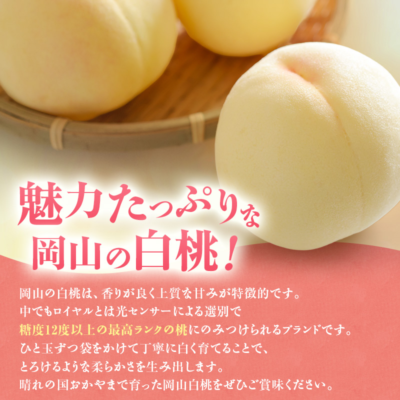 【2026年先行受付】 白桃 岡山 秀品 大玉 約4kg(8～15玉) 岡山県産 桃 もも モモ 御中元 ギフト 御礼 プレゼント 御礼 御祝 御供 果物 くだもの フルーツ