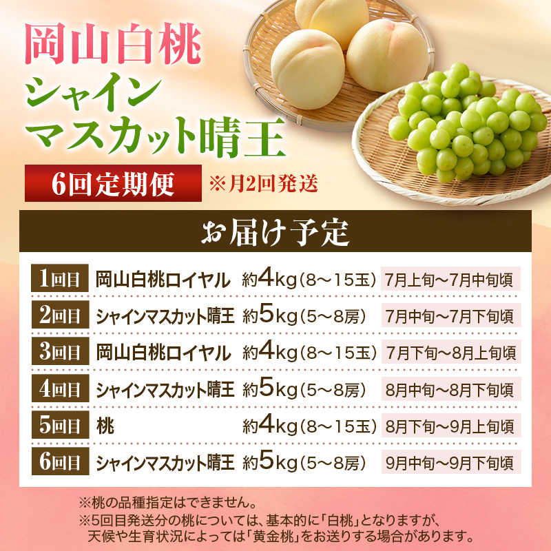 【2026年先行受付】 白桃 シャインマスカット 晴王 6回 定期便 桃 ぶどう 岡山県産 御中元 ギフト 御礼 プレゼント 御礼 御祝 御供 果物 くだもの フルーツ もも モモ 葡萄 ブドウ