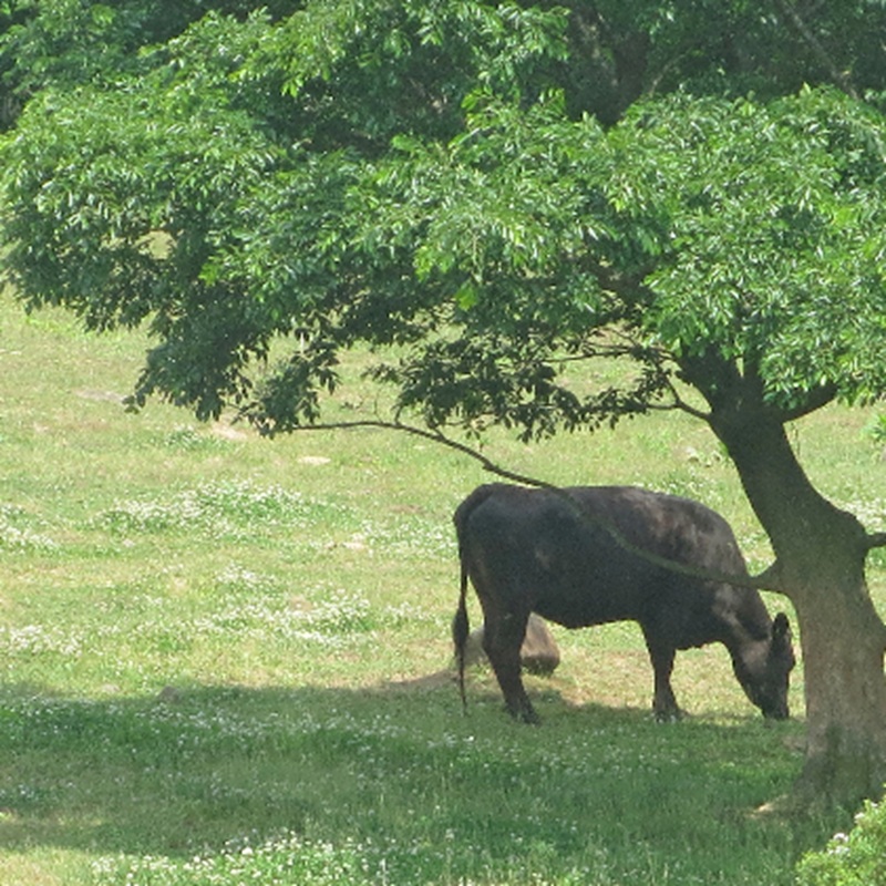 ［農林水産大臣賞受賞］備中牛 和牛ミンチ 1kg 岡山県産 黒毛 和牛 肉 お肉 牛肉 牛