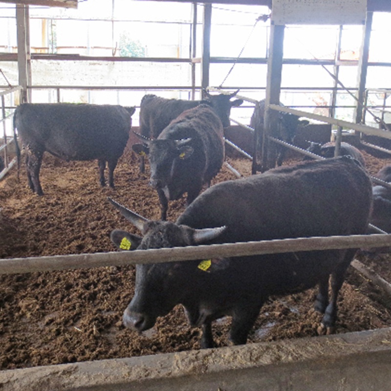 ［農林水産大臣賞受賞］備中牛 和牛モモ・バラ焼肉 500g 岡山県産 黒毛 和牛 肉 お肉 牛肉 牛
