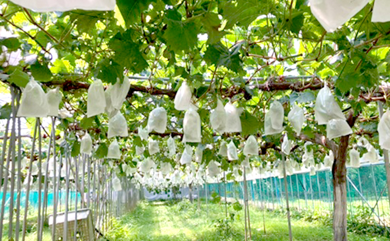 岡山県産 シャインマスカット 約1kg(2房) ・ オーロラブラック 約1kg(2房) 果物 フルーツ ぶどう ブドウ 葡萄 国産 岡山