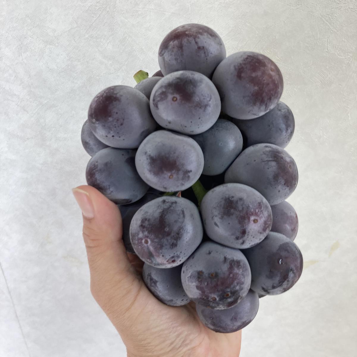 ぶどう 2026年 先行予約 オーロラブラック 2房 合計1.0kg ブドウ 葡萄 岡山県産 国産 フルーツ 果物 ギフト 環山堂