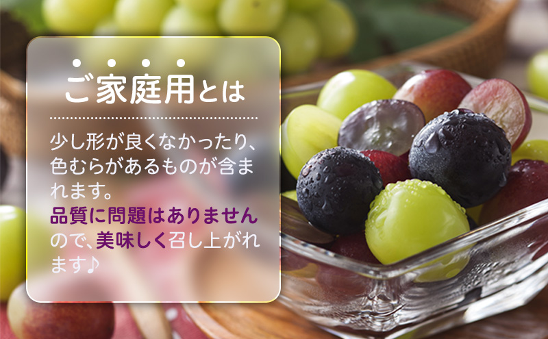 2026年 ぶどう 訳あり よくばり定期便 9月と10月の2回コース 総計 4kg 【1回目ニューピオーネ 2kg 9月中旬発送】 【2回目シャインマスカット 2kg 10月中旬発送】 岡山県高梁市産 9月10月各月発送 数量限定
