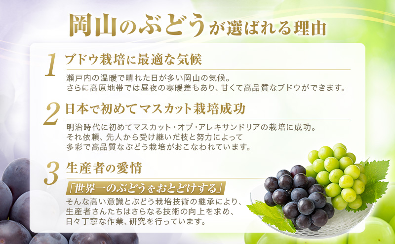 2026年 ぶどう 訳あり よくばり定期便 9月と10月の2回コース 総計 4kg 【1回目ニューピオーネ 2kg 9月中旬発送】 【2回目シャインマスカット 2kg 10月中旬発送】 岡山県高梁市産 9月10月各月発送 数量限定
