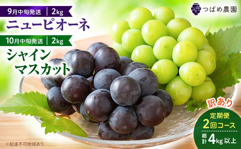 2026年 ぶどう 訳あり よくばり定期便 9月と10月の2回コース 総計 4kg 【1回目ニューピオーネ 2kg 9月中旬発送】 【2回目シャインマスカット 2kg 10月中旬発送】 岡山県高梁市産 9月10月各月発送 数量限定