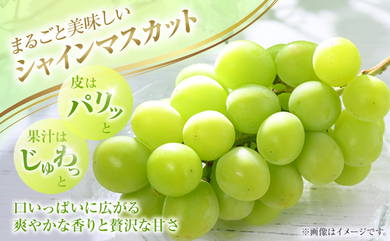 2026年 ぶどう 訳あり よくばり定期便 9月と10月の2回コース 総計 4kg 【1回目ニューピオーネ 2kg 9月中旬発送】 【2回目シャインマスカット 2kg 10月中旬発送】 岡山県高梁市産 9月10月各月発送 数量限定