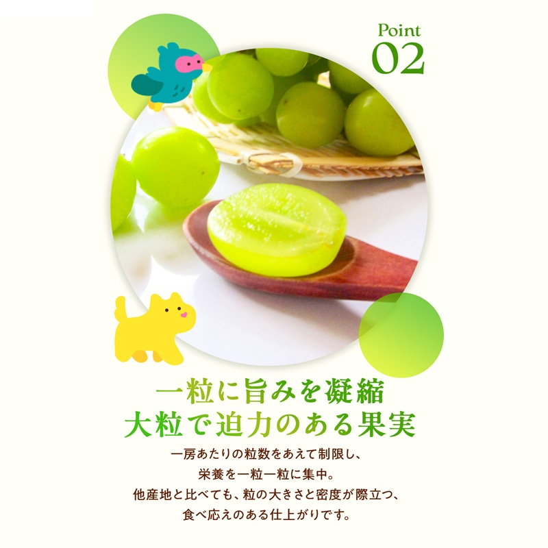 訳あり シャインマスカット 晴王 2～3房 合計1.5kg以上 ぶどう 葡萄 シャイン マスカット 岡山 岡山県産 桃太郎御一行 2026年 先行予約