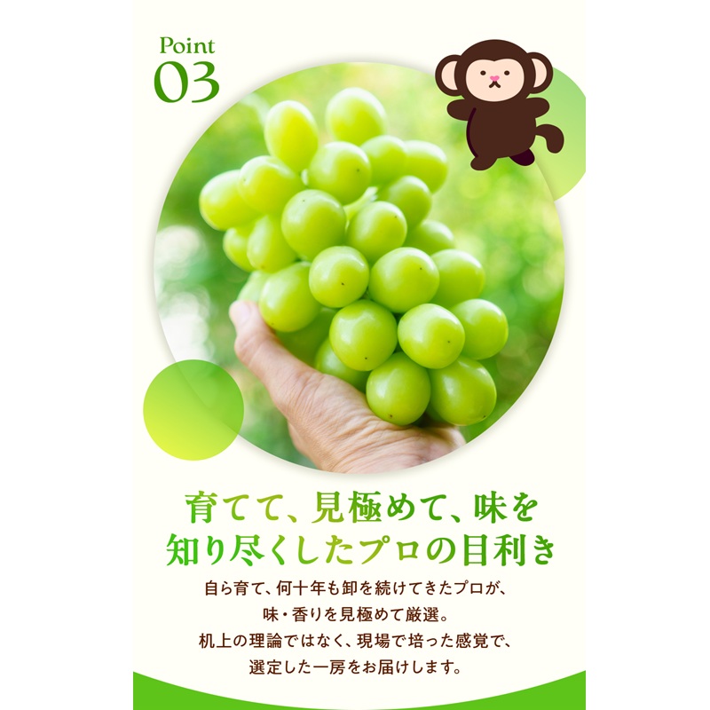 訳あり シャインマスカット 晴王 2～3房 合計1.5kg以上 ぶどう 葡萄 シャイン マスカット 岡山 岡山県産 桃太郎御一行 2026年 先行予約