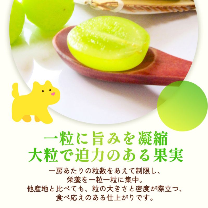 訳あり シャインマスカット 晴王 2～3房 合計1.5kg以上 ぶどう 葡萄 シャイン マスカット 岡山 岡山県産 桃太郎御一行 2026年 先行予約