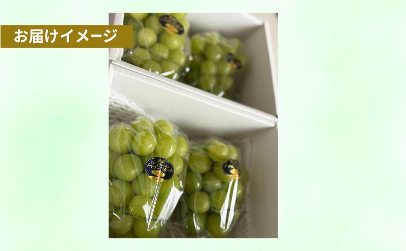 岡山県産 シャインマスカット晴王 約1kg(2房) 果物 フルーツ ぶどう ブドウ 葡萄 国産 岡山