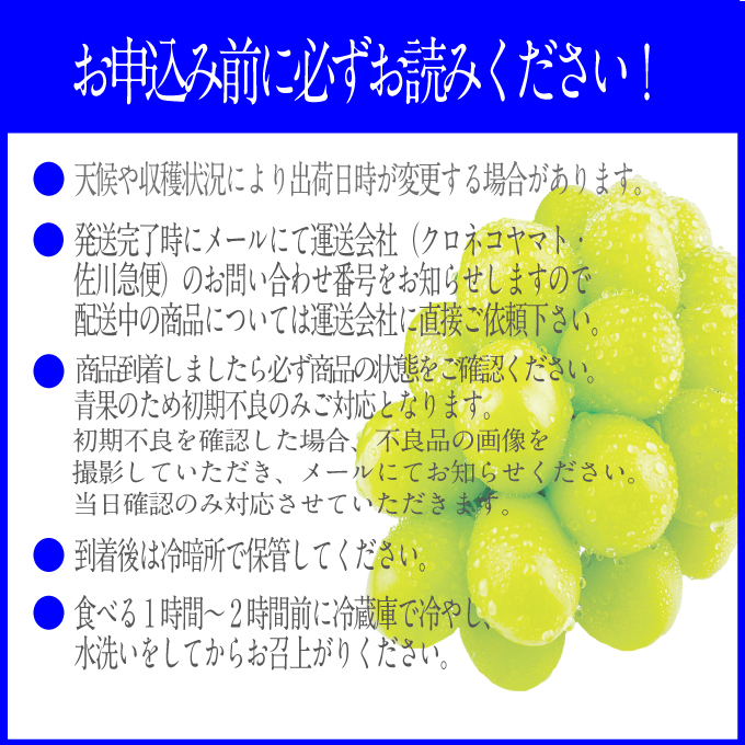 ぶどう 2026年 先行予約【2回定期便】 プレミアムシャインマスカット 晴王 2房 約1.4kg 人気 岡山県船穂産 赤秀品 種無し 皮ごと食べる みずみずしい9月10月お届け ハレノフルーツ