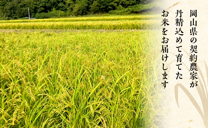2026年度 先行受付 新米 岡山県産米 白米  こしひかり 10kg(10kg×1袋) お米 コメ 国産 岡山