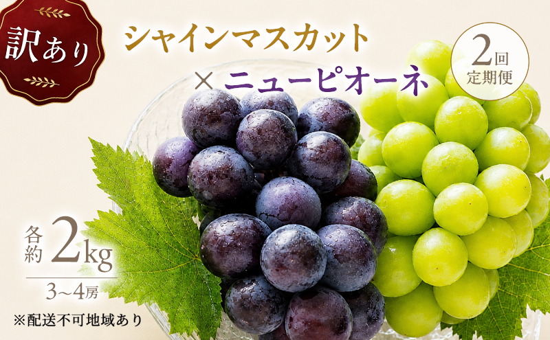 2回定期便 訳あり シャインマスカット約2kg(3-4房)×ニューピオーネ約2kg(3-4房) 岡山県高梁市産 うめづぶどう園 化粧箱入り 葡萄 ブドウ 大粒 配送不可：北海道、沖縄、離島