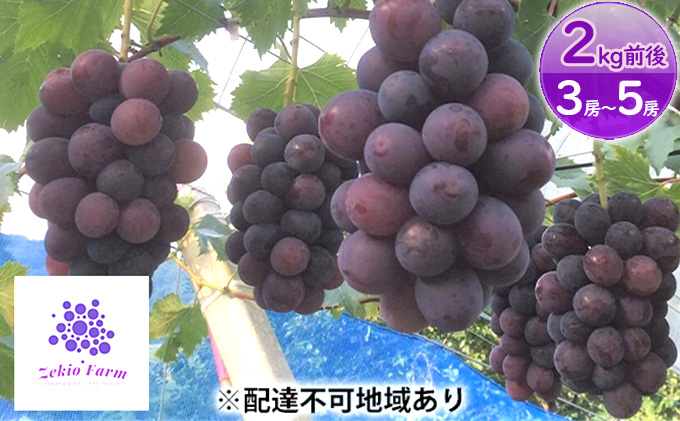 ニュー ピオーネ 2kg前後 3房～5房 葡萄 フルーツ 岡山 高梁市産 ぜきお農園 ぶどうclub 2026年 先行予約 果物 