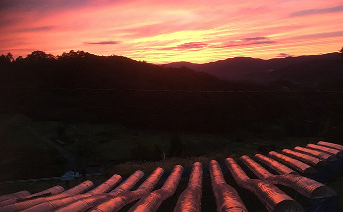 ã·ã£ã€ã³ãã¹ã«ãã 1æ¿ 600gååŸ è¡è ãã«ãŒã 岡山 髿¢åžç£ ããã蟲å ã¶ã©ãclub 2026幎 å
è¡äºçŽ æç©é¡ ãã㊠æç©