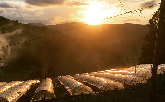 ã·ã£ã€ã³ãã¹ã«ãã 2æ¿ åèš1kgååŸ è¡è ãã«ãŒã 岡山 髿¢åžç£ ããã蟲å ã¶ã©ãclub 2026幎 å
è¡äºçŽ æç©é¡