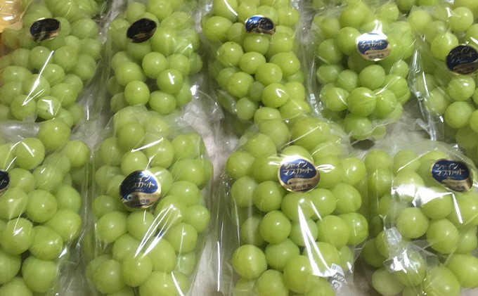 ã·ã£ã€ã³ãã¹ã«ãã 2æ¿ åèš1kgååŸ è¡è ãã«ãŒã 岡山 髿¢åžç£ ããã蟲å ã¶ã©ãclub 2026幎 å
è¡äºçŽ æç©é¡