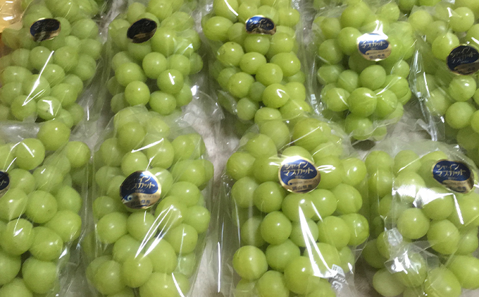 ぶどう食比べセット 2房 合計1kg前後 葡萄 フルーツ 岡山 高梁市産 ぜきお農園 ぶどうclub 2026年 先行予約 果物類 マスカット 果物 