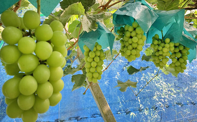 ぶどう食比べセット 2房 合計1kg前後 葡萄 フルーツ 岡山 高梁市産 ぜきお農園 ぶどうclub 2026年 先行予約 果物類 マスカット 果物 