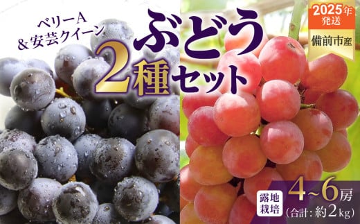 【2025年発送】びぜん葡萄「ベリーＡ」「安芸クイーン」（露地栽培）約2kg 【 岡山県備前市産 ベリーＡ 安芸クイーン 露地栽培 約2kg 樹上完熟 】