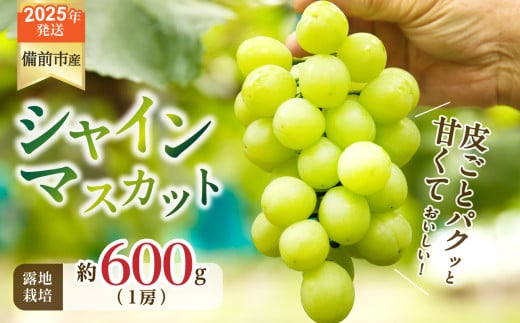 【2025年発送】びぜん葡萄「シャインマスカット」（露地栽培）1房入 【 岡山県備前市産 シャインマスカット 露地栽培 1房 約600ｇ前後 】