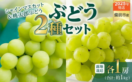 【2025年発送】びぜん葡萄「シャインマスカット」「桃太郎ぶどう」（露地栽培）各１房入 【 岡山県備前市産 シャインマスカット 桃太郎ぶどう 露地栽培 各1房 セット 樹上完熟 】