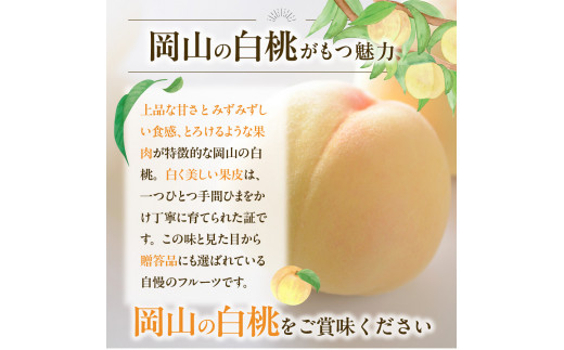 【2025年発送】びぜん白桃　おかやま夢白桃　約1.5kg 【 岡山県備前市産 おかやま夢白桃 約1.5kg（４～６玉目安）】