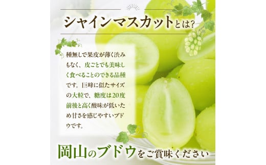 【2025年発送】びぜん葡萄「シャインマスカット」（露地栽培）1房入 【 岡山県備前市産 シャインマスカット 露地栽培 1房 約600ｇ前後 】