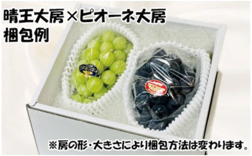 【令和７年発送分】岡山県産 シャインマスカット晴王×ニューピオーネ 各大房2種（令和7年8月から10月発送）【 岡山県産 シャインマスカット ニューピオーネ 大房 秀品 晴王 晴れの国おかやま 】