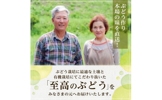 【2025年発送】びぜん葡萄「桃太郎ぶどう」（ハウス栽培）約2kg入 【 岡山県備前市産 桃太郎ぶどう ハウス栽培 約2kg （3～5房目安） 】