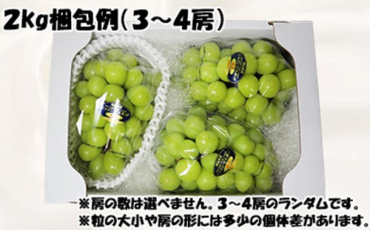 令和5年発送分】岡山県産シャインマスカット晴王【秀品】2kg|JAL