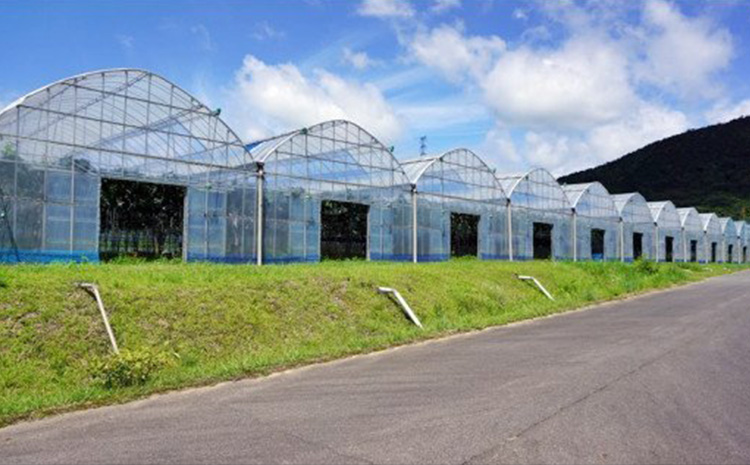 ぶどう 先行予約 岡山 紫苑 700ｇ 2房 完熟 備前市産|JALふるさと納税|JALのマイルがたまるふるさと納税サイト