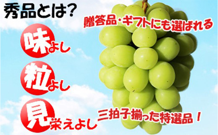 令和5年発送分】岡山県産 ニューピオーネ×シャインマスカット晴王 2種