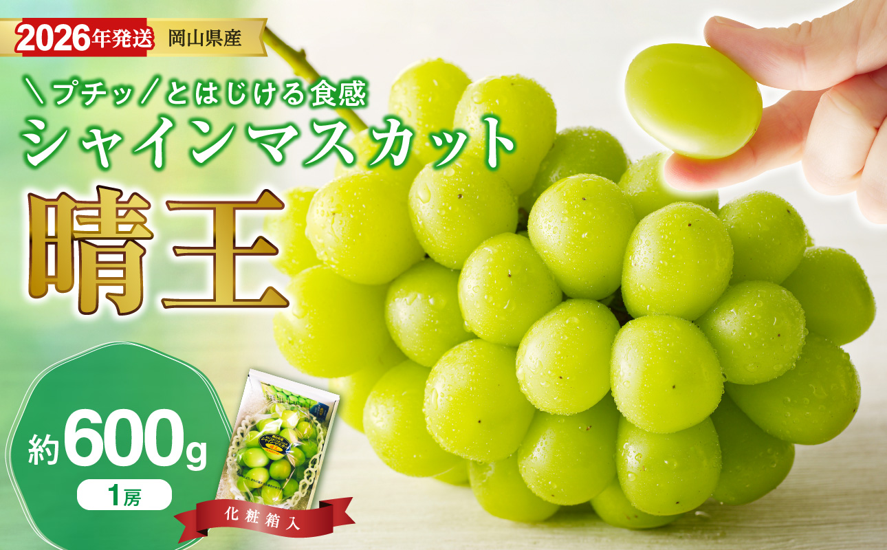 【2026年発送分】岡山県産シャインマスカット「晴王」秀品　1房（約600g）（令和8年8月中旬～11月中旬頃発送）【 シャインマスカット 晴王 フルーツ 果物 くだもの 葡萄 ぶどう 岡山県産 秀品 種無し 高糖度 】