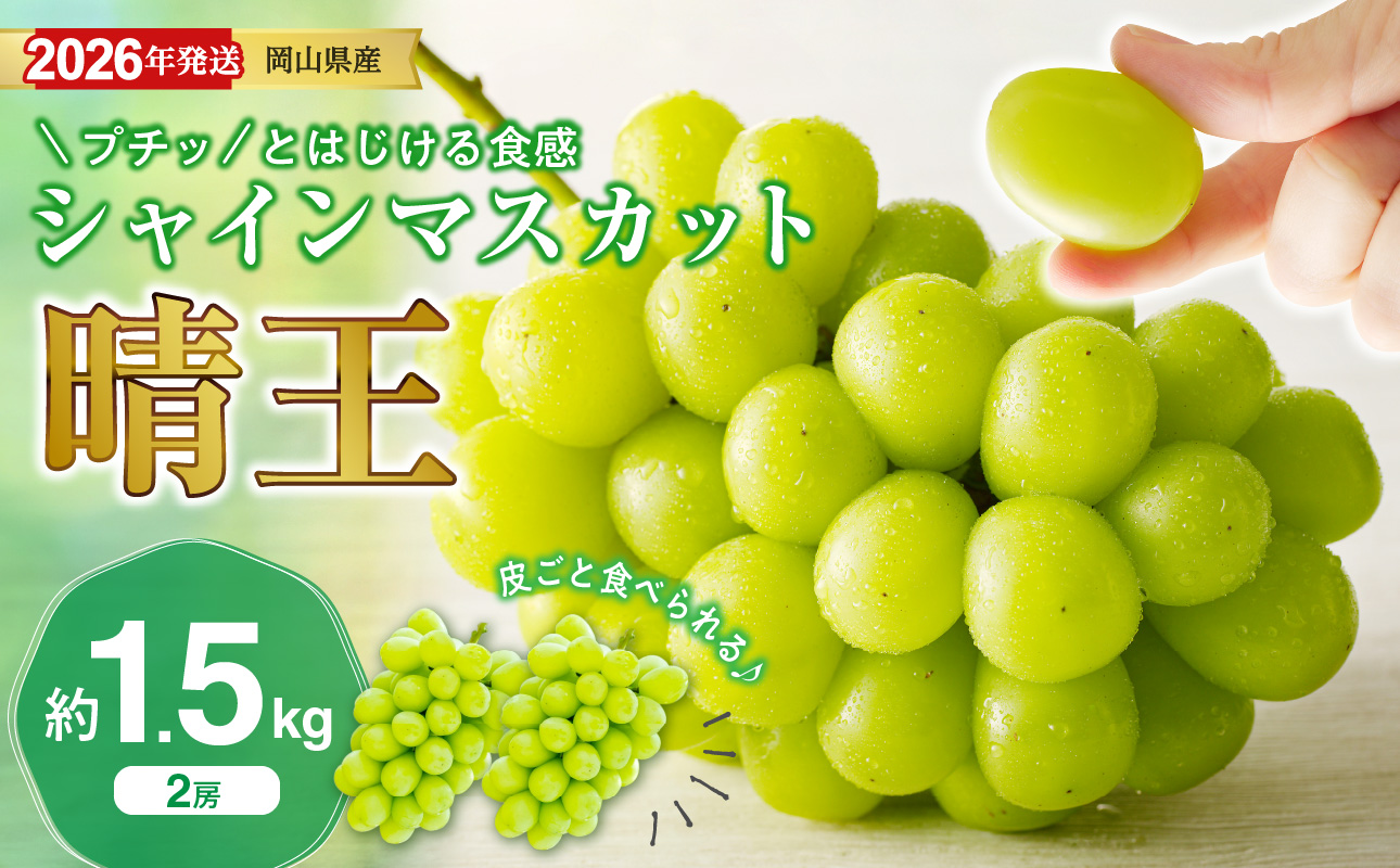 【2026年発送分】岡山県産シャインマスカット「晴王」秀品　約1.5kg（2房）（令和8年8月中旬～11月中旬頃発送）【 シャインマスカット 晴王 フルーツ 果物 くだもの 葡萄 ぶどう 御中元 ギフト プレゼント 御祝 岡山県産 秀品 種無し 高糖度 】hz-s