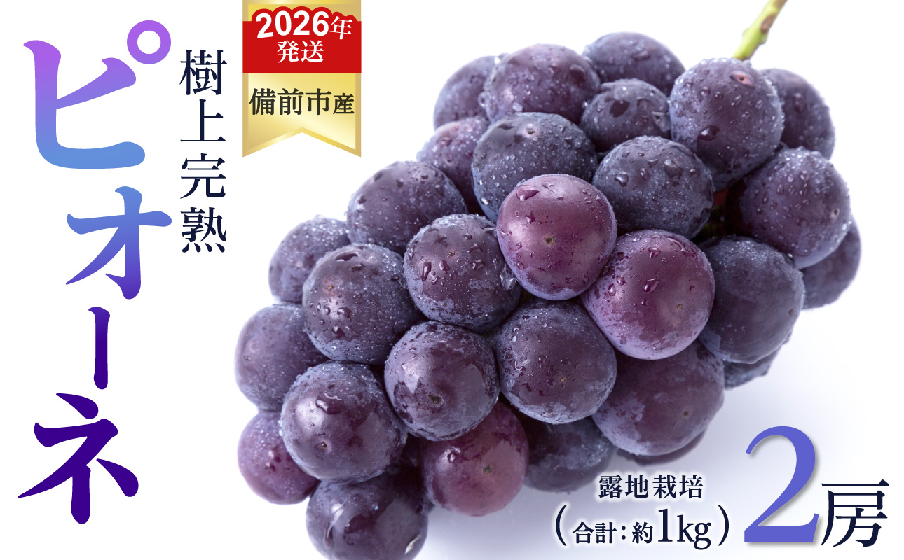 【2026年発送分　先行受付開始！】びぜん葡萄「ピオーネ」（露地栽培）2房入（令和8年8月中旬～9月中旬頃発送）【 岡山県備前市産 ピオーネ 露地栽培 2房 樹上完熟 】