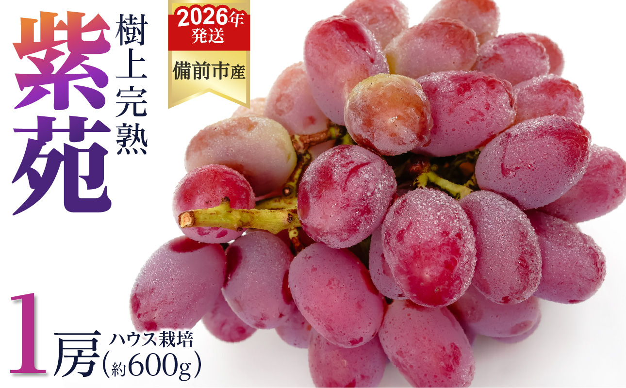 【2026年発送分　先行受付開始！】びぜん葡萄「紫苑」（ハウス栽培）1房入（令和8年10月中旬～11月下旬頃発送）【 岡山県備前市産 紫苑 ハウス栽培 1房 約600ｇ 樹上完熟 】